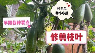 种节瓜｜花园种菜｜如何给节瓜/毛瓜/小冬瓜修剪枝叶How to trim small wax  gourd