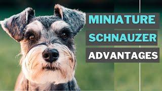 8 Best Advantages of Having a Miniature schnauzer