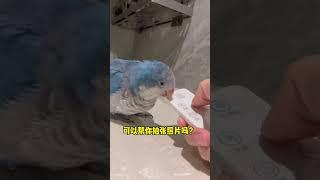 胖胖根本没有拒绝的机会#搞笑 #治愈 #funny #cute #pets #寵物 #birds #parrot #小鸟互动 #animals#shorts