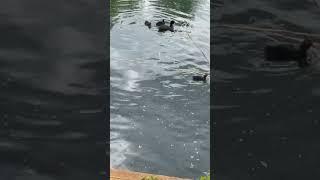 Coots & Chicks on Barnes Pond