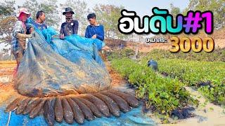 พีคอันดับ #1 เหมาสระ 3,000 บาท ทุบสถิติของปี ยักษ์ใหญ่เพียบ Number one, a lot of fish 26 มีนาคม 2567