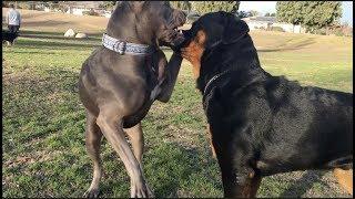 A Young Rott Experiments Until He Finds a Boundary