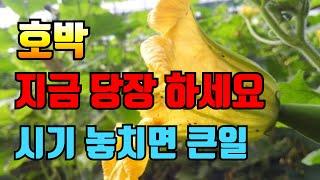 호박 순정리 당장 이 방법으로 바꾸세요?