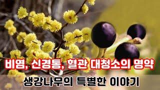 【약초대학TV】 비염, 신경통, 산후풍, 혈관 대청소의 명약, 생강나무의 아주 특별한 이야기