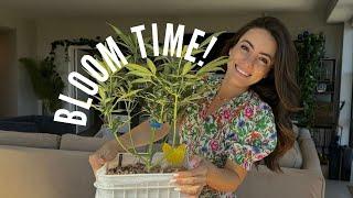 Flowering Stage Update  Grow Girl Vlog