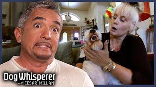 Cesar Calms Feisty Terrier That Bites Owner Daily! | S5E22 Full Episode | Dog Whisperer