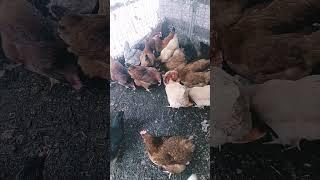  A Feast of Watermelon in the Chicken Run! 