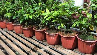 Xả Kho Siêu Bông Sài Gòn Bonsai Góc Đẹp Chơi Tết 2025 200k Bao Luôn Ship ĐT Zalo 0918970606