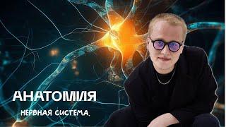 Биология ЦТ/ЦЭ| Нервная система. Рефлекторная дуга | Ян Менделеев