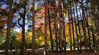 Door County, Wisconsin Fall Color 2022