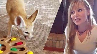 Fennec Fox IQ Challenge! Did Lucy Win?!?!?