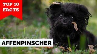 Affenpinscher - Top 10 Facts