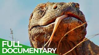 Wild Indonesia | Episode 3: Land of Dragons | Free Documentary Nature