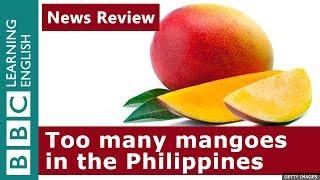 Mango surplus in the Philippines: BBC News Review