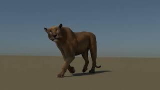 LION WALK AND RUN CYCLE ANIMATION BY OMER ARSLAN