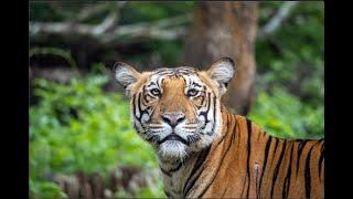 KABINI TIGER SAFARI 4K