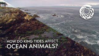 How do king tides affect ocean animals? | Today on the Bay