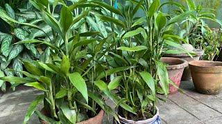 Grow Lucky Bamboo plant from cutting | Propagation of lucky bamboo