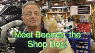 My New Beemer! The Shop Dog!