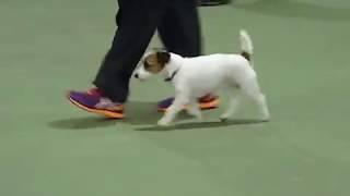 Obedience test, Jack Russell Terrier, LILO.