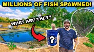 My Backyard HATCHERY Fish SPAWNED!!! (Did the Bass Survive?)