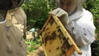 John Chapple carrying out a shook-swarm demo