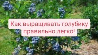 Вот как нужно выращивать голубику ПРАВИЛЬНО!