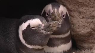 Patagonian penguins | Argentina | South America