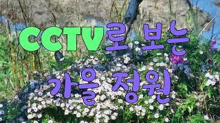 CCTV로 보는 가을 정원