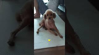  귀염둥이 호야  #푸들 #호야 #브이로그