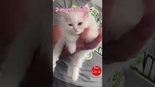 Persian cat - 01 | පූස් බබා ️️ |pet life lk #shorts