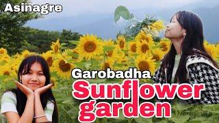 SUNFLOWER Garden at Asinagre, Garobadha.