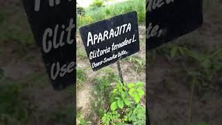 #Aparajita #Clitoria ternatea #Asian pigeonwings #bluebellvine #nature #shorts #viral #shortsvideo