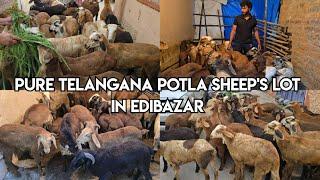 Pure Telangana potla sheep's mini lot available in edibazar | Telangana mende in edibazar Hyderabad