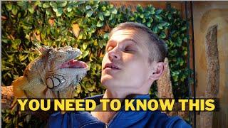 What you should know before bringing home an iguana. Lizardthebuddy