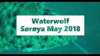 Fishing Norway - Waterwolf strikes and bites Söröya Sørøya 2018, big halibut