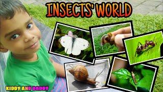 INSECTS ' WORLD කෘමීන්ගේ ලෝකය Butterfly Ant Cicada & Snail | By Wishmitha Wickramage