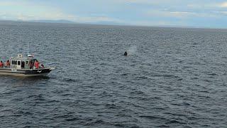 Victoria Canada Whales 8/18/24