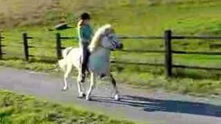 Icelandic horse at Toelt Tolt Tölt