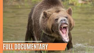 Inside the World of Bears | Full Documentary