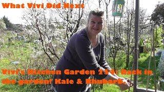 Vivi's Kitchen Garden 254: Back in the garden! Taunton Deane Kale & Rhubarb.