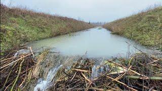 BEAVER DAM REMOVAL ON A RAINY DAY | THE WIDE ONE!