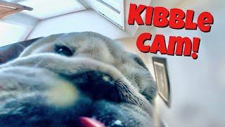 Reuben the Bulldog: Kibble Cam