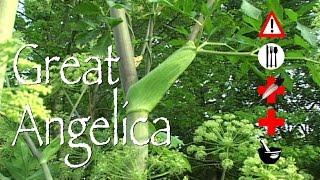 Great Angelica: Edible, Medicinal, Cautions & Other Uses