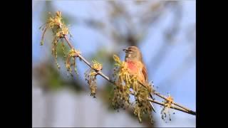 Пение Конопля́нка или Реполо́в (Carduelis cannabina)