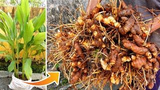 Amazing Idea | Growing Turmeric at Home, easy for Beginners | TEO Garden