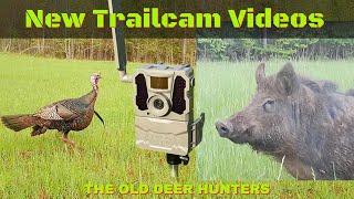 Trailcam Captures Exciting New Videos 2024