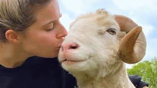 Lonely ram had no friends for 10 years. This woman gave him a family.