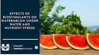 Effects of Biostimulants on Watermelon Under Water and Nutrient Stress