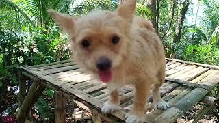 BEYONCE GALLARDO - MY QMOUNTAINSPUPPIES CATARMAN CAMIGUIN #mountains #pets #dogs #bestfriend